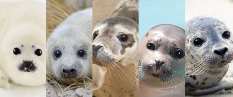 5 Seals and How They Make Perfect Liners for Your Container